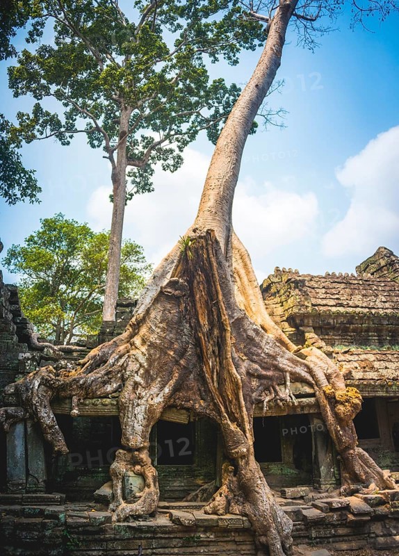 Roots of a Silk-cotton tree