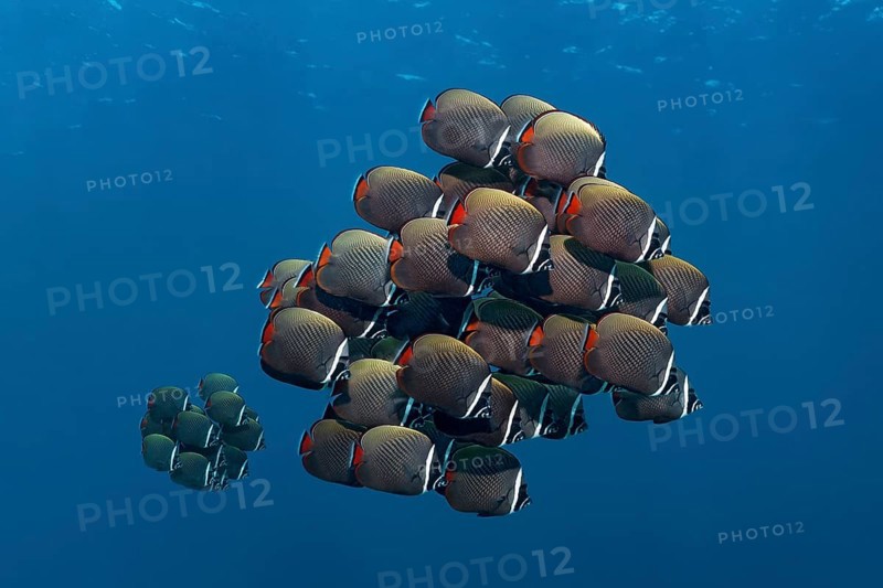 School of red-tailed butterfly fish