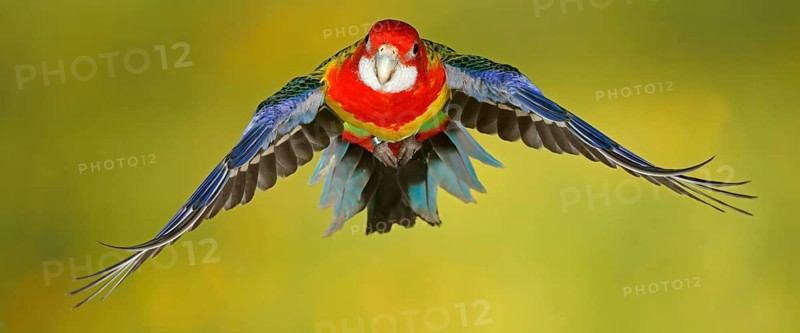Eastern rosella
