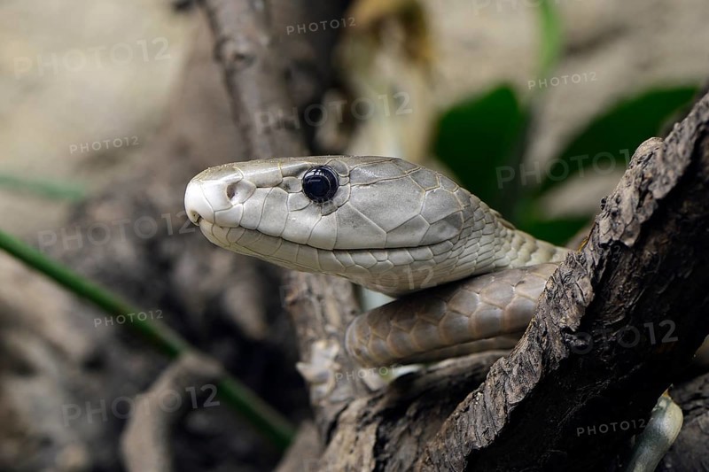 Black Mamba