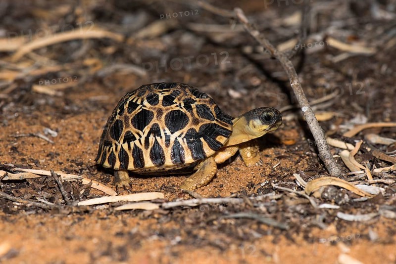 Madagascar Radiated tortoise