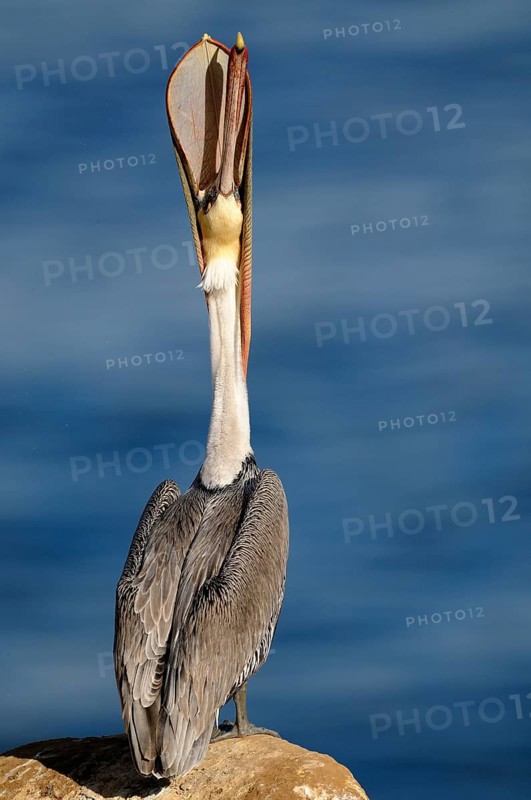 Brown Pelican