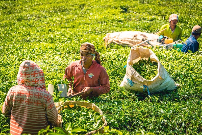 Local tea pickers harvest