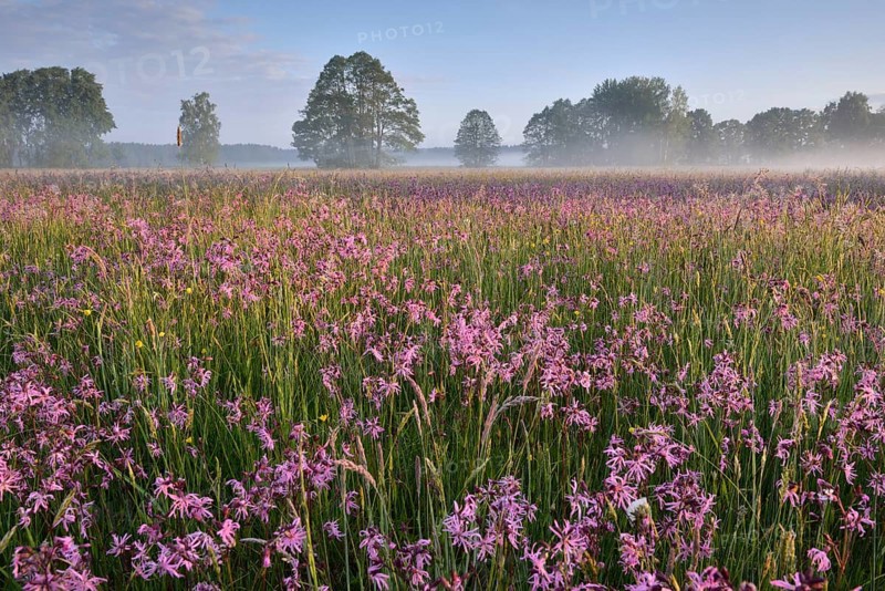 Meadow with Ragged Robins