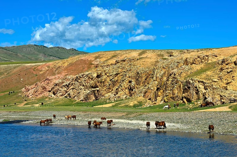 Herd of horses on the Orchon River