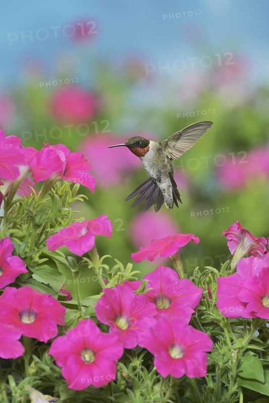 Ruby-throated Hummingbird