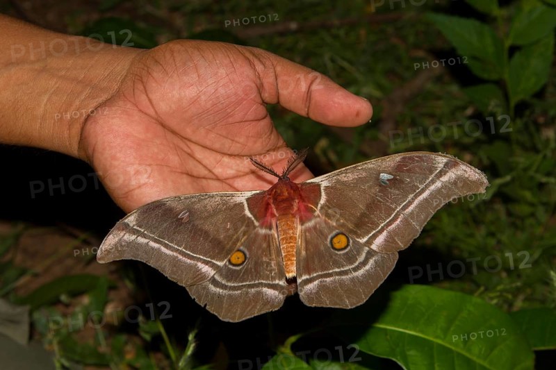 Suraka Silk Moth