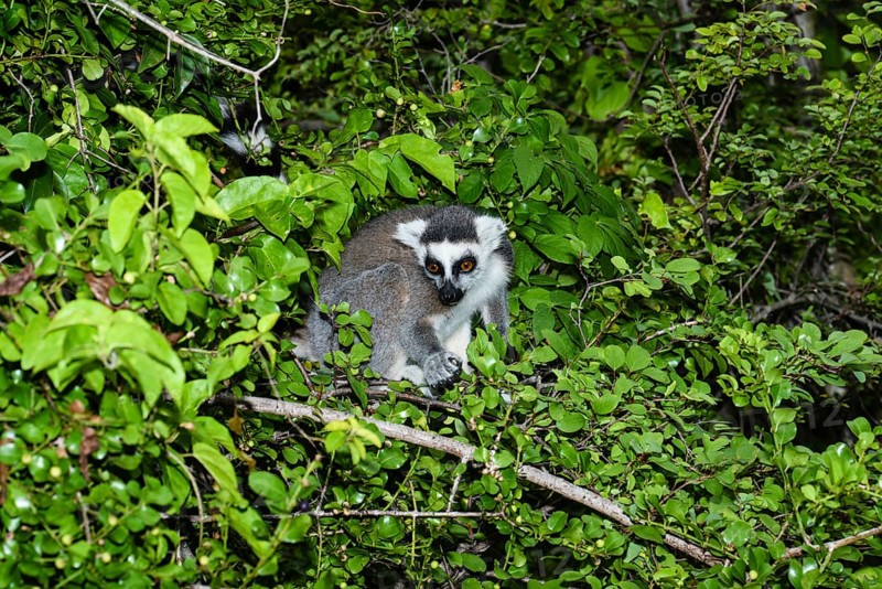 Ring-tailed lemur