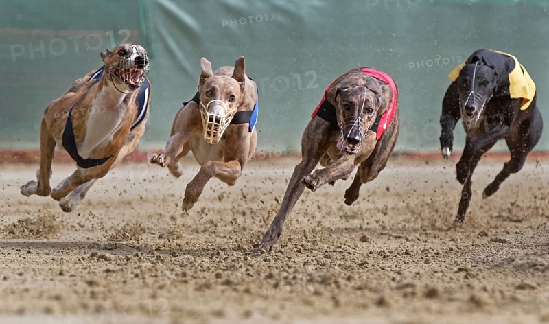Greyhound race