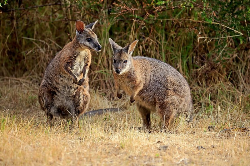 Two Tammar wallabies