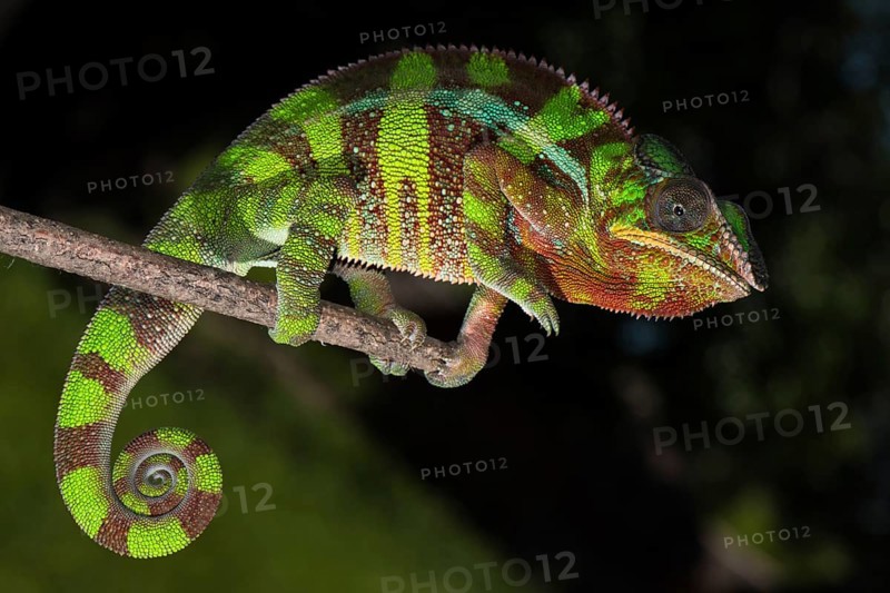 Panther chameleon