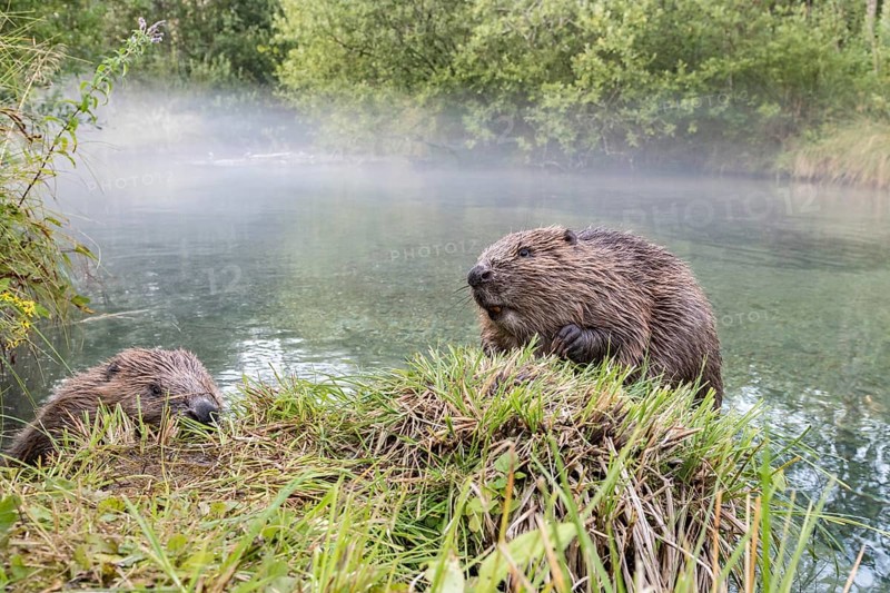 2 European beavers