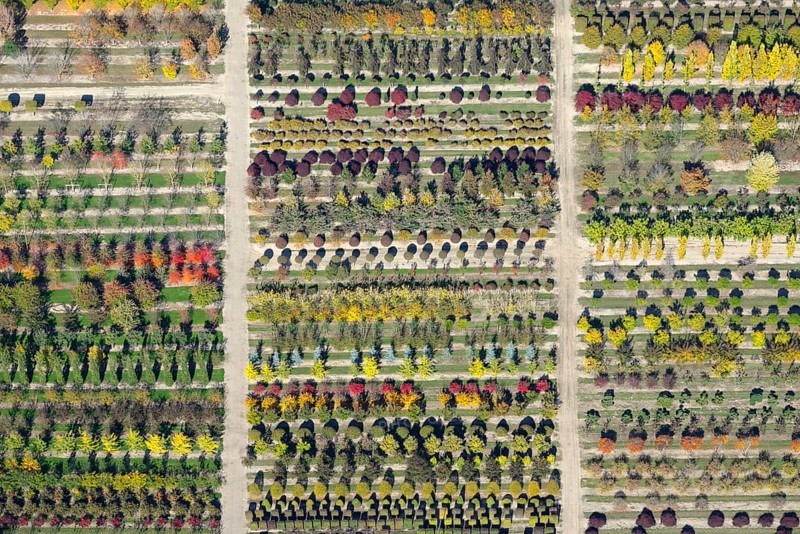 Colourful rows of autumnally coloured trees in a tree nursery
