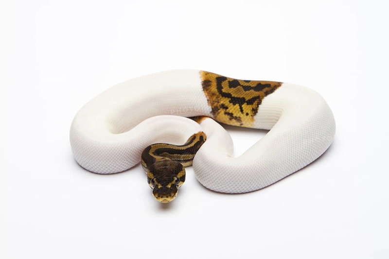 Leopard Piebald Ball Python