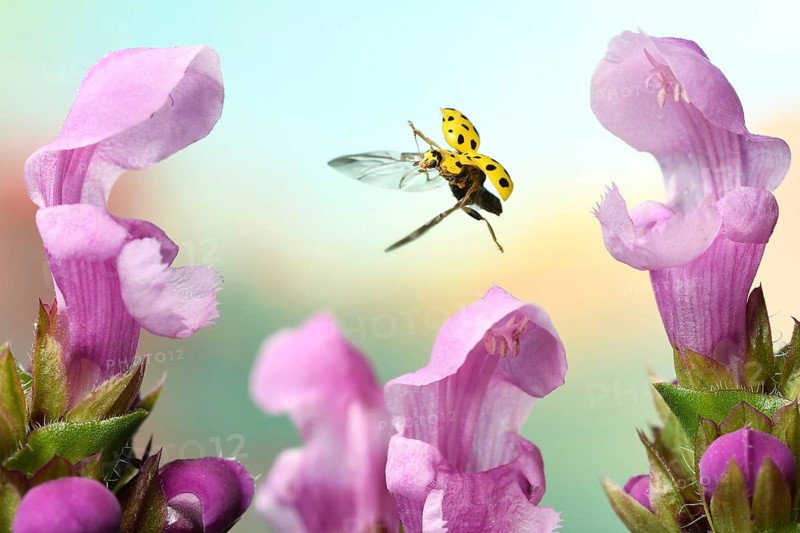 22-spot ladybird (Psyllobora vigintiduopunctata) in flight