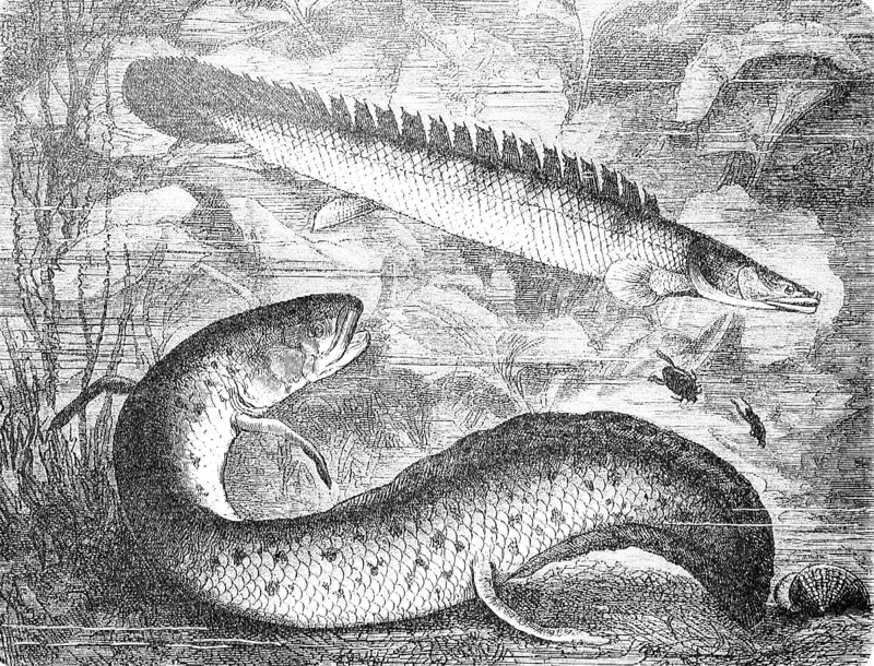 Nile bichir and West African lungfish