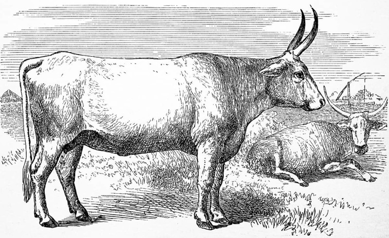 Cattle breed