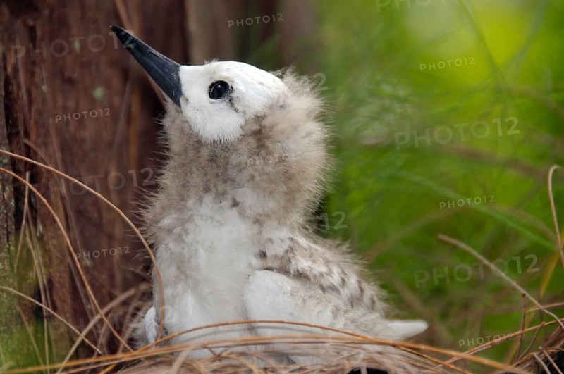 Fairy tern