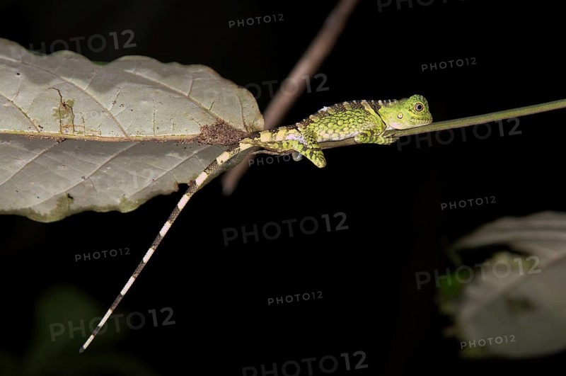 Chameleon Forest Dragon or Chameleon Anglehead Lizard (Gonocephalus chamaeleontinus)