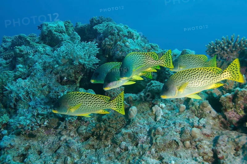 School of fish