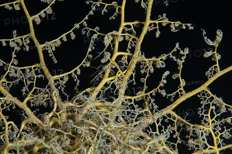 Tentacles