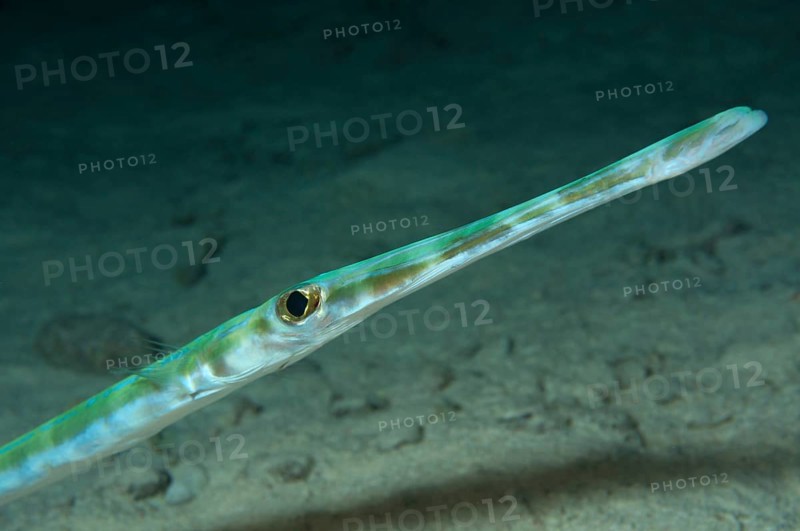 Portrait of Pacific trumpetfish