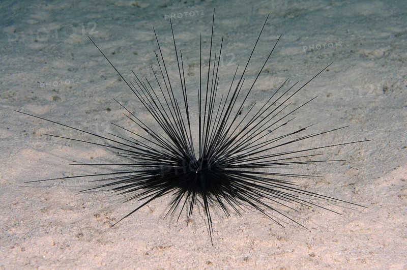 Black Longspine Urchin