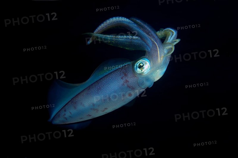 Inshore squid