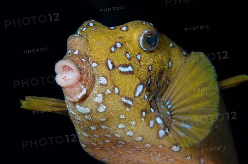 Black-spotted boxfish