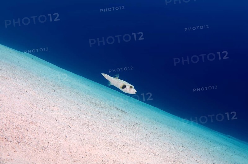 White-spotted puffer