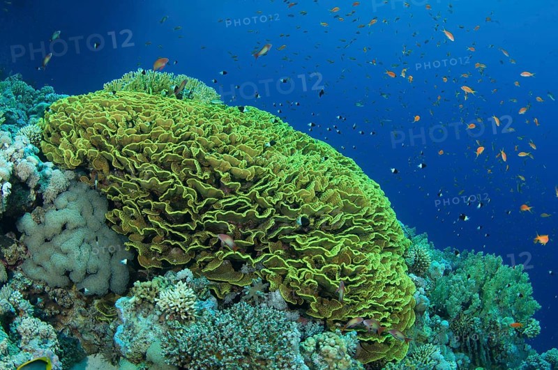 Bright orange school of fish Longspine anthias
