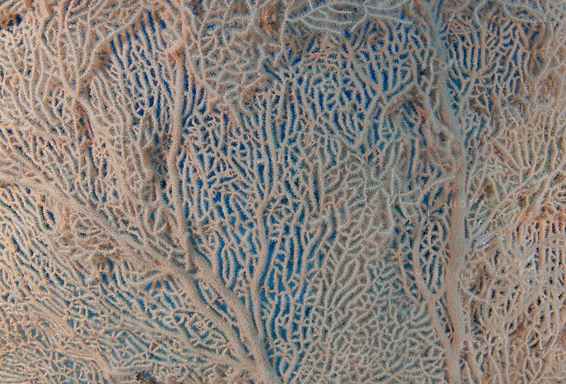 Structure of coral reef