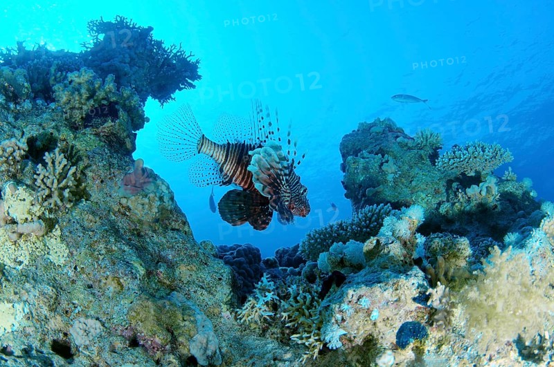 Common lionfish