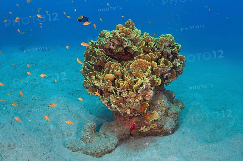 Bright orange school of fish