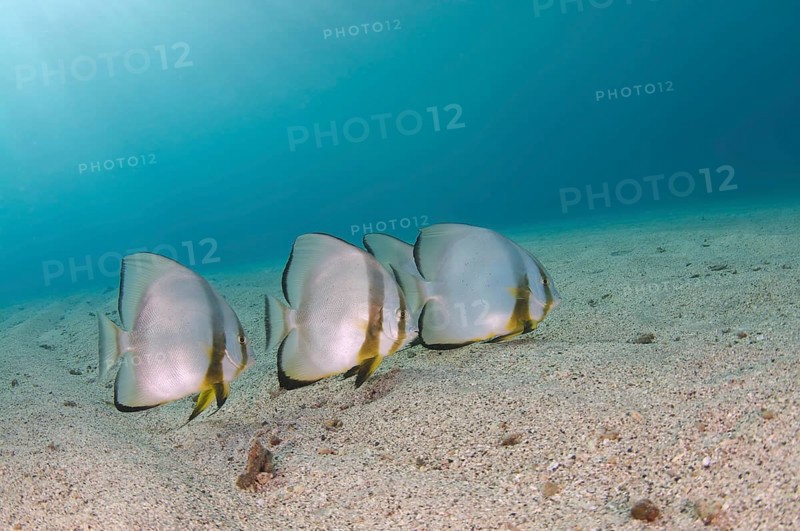 School of fish