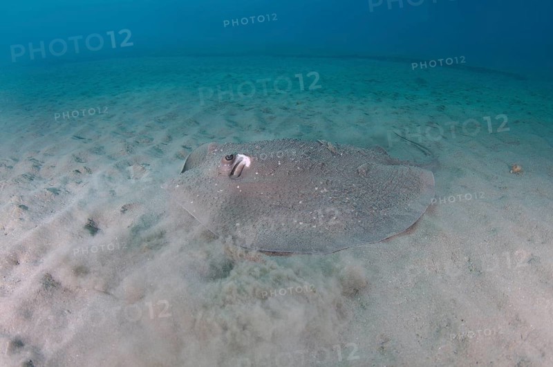 Round ribbontail ray
