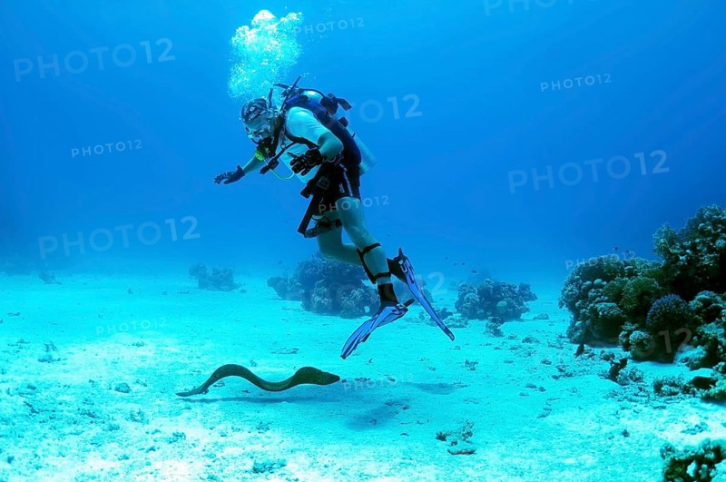Moray swims under the scuba diver