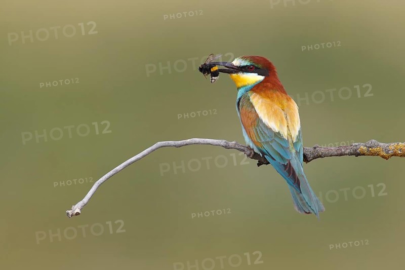European bee-eater (Merops apiaster) with a captured bumblebee (Bombus terrestris) in its beak