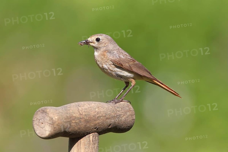 Redstart (Phoenicurus phoenicurus)