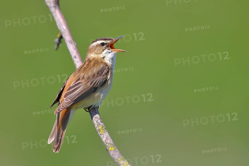Sedge Warbler (Acrocephalus schoenobaenus)