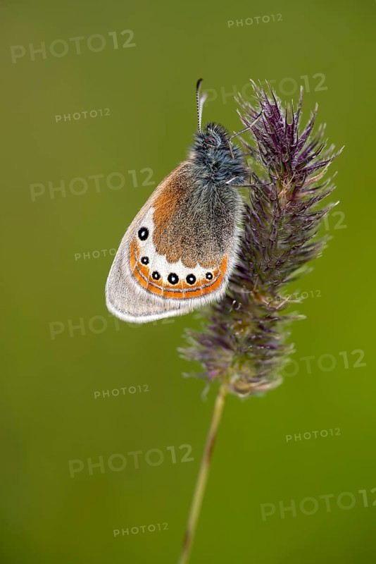 Alpine Heath (Coenonympha gardetta) sits on grass seed head