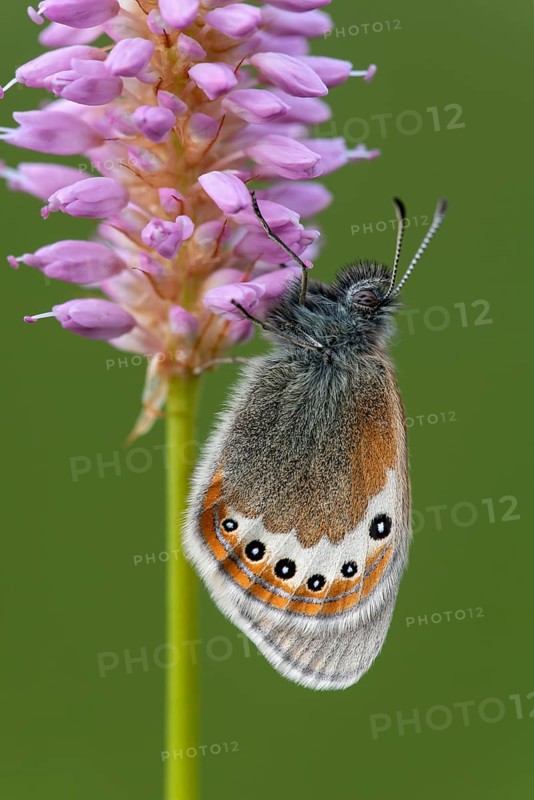 Alpine Heath (Coenonympha gardetta) sits on Persicaria bistorta (Polygonum bistorta)