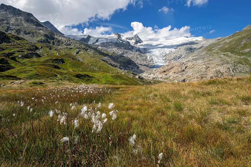 Mountain landscape with woolly grass in front of Schlatenkees glacier