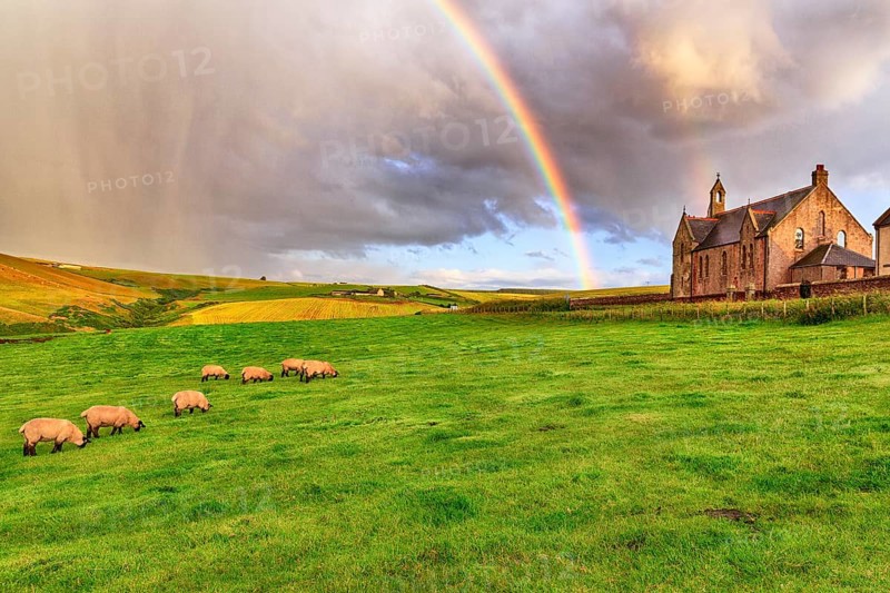 Scottish Highland Domestic sheep (Ovis gmelini aries) graze in a meadow with rainbow