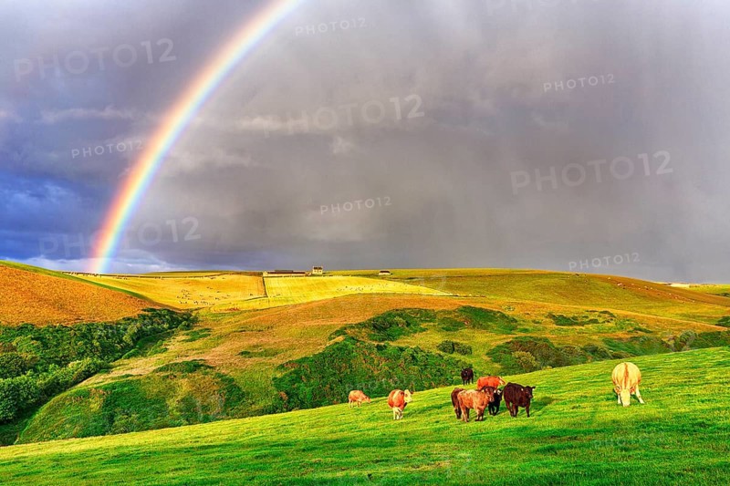 Angus cattle grazing on pasture in agricultural landscape with rainbow
