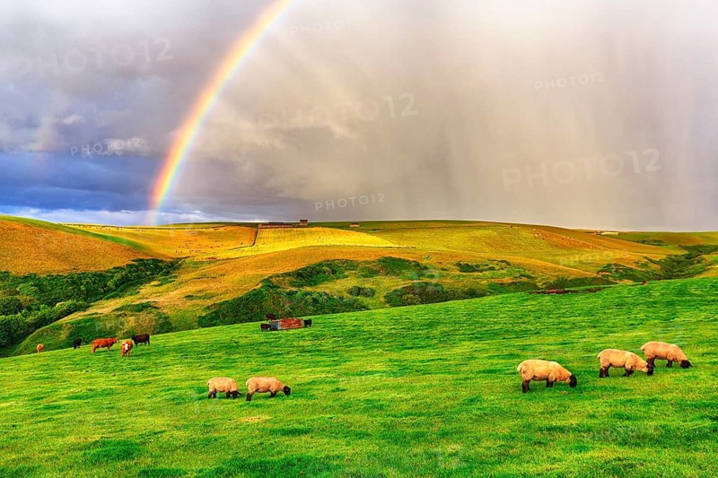 Scottish Highland Domestic sheep (Ovis gmelini aries) graze in a meadow with rainbow