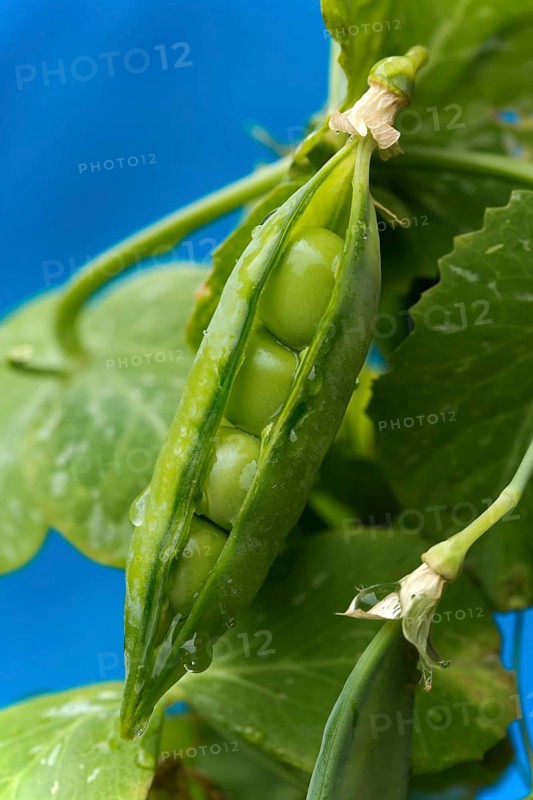 Bursting sheet of a Snow pea (Pisum sativum saccharatum)