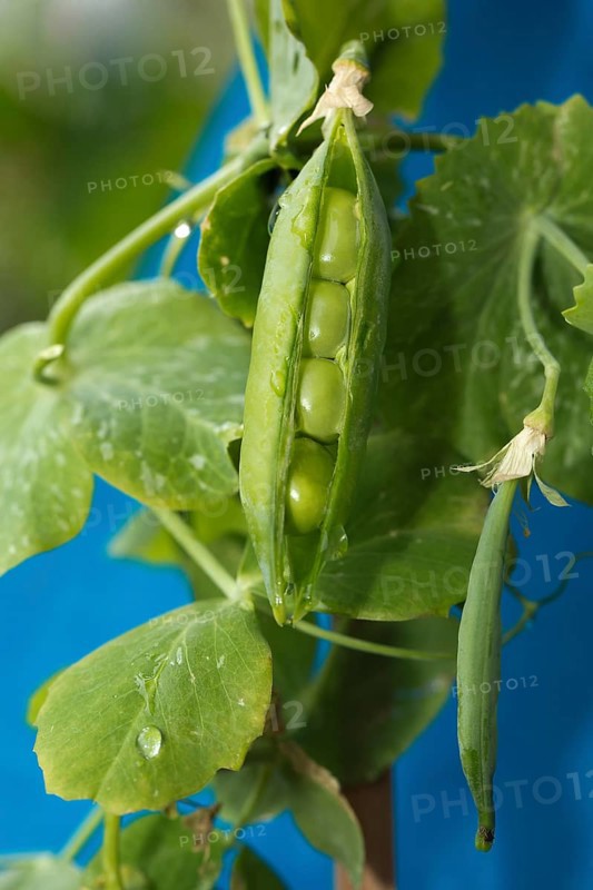 Bursting sheet of a Snow pea (Pisum sativum saccharatum)