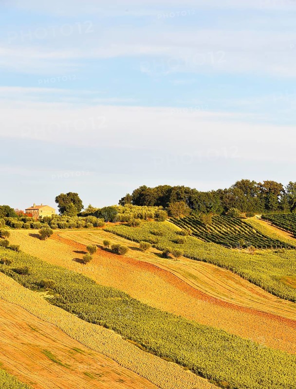 Sunflower fields and vineyards