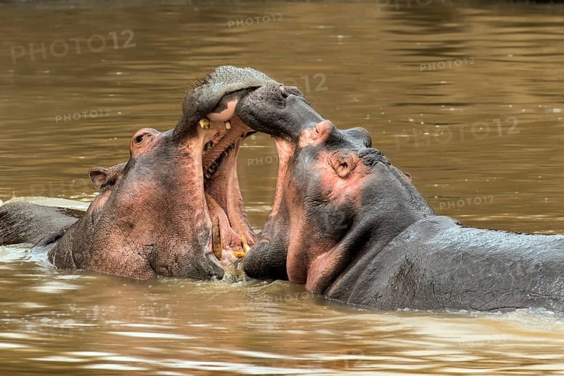 Hippopotamuses (Hippopotamus amphibicus)